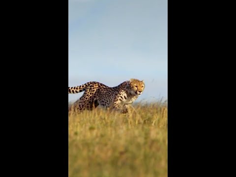 Video: Hvor lenge lever geparder?