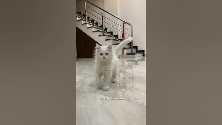 Video 11506041: cute persian cat, persiankitten, cat meowing, white cat, white fluffy cat, funny cat, cat sound