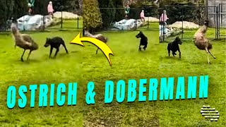 Ostrich Running Around as Dobermann Dog Chases