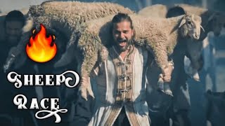 Ertugrul Sheep Racesf Editz