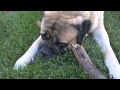 English Mastiff - Carlos - Playing With A Stick