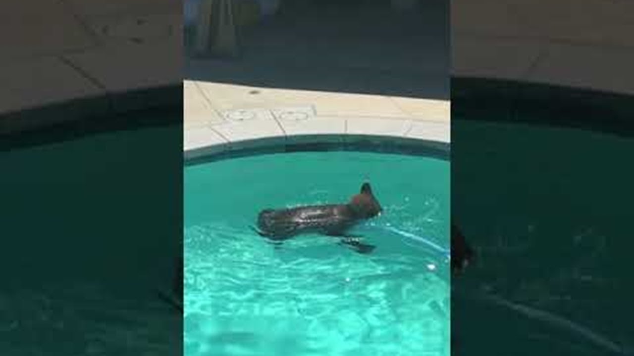 Bear Takes a Dip in the Pool || ViralHog - YouTube