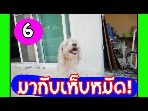 วีดีโอ: 6 โรคเห็บในสุนัข