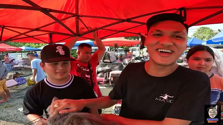 Watch the video about BOCAUE PET MARKET UPDATE| SOBRANG MURANG QUALITY EXOTIC AND BRITISH SHORTHAIR, BENGAL CAT! vlog#608