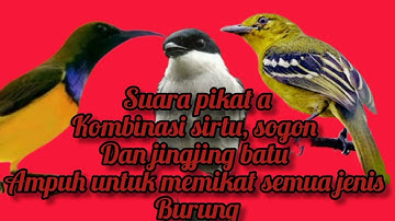 suara pikat kombinasi sogon jingjing batu dan cipoh ampuh untuk semua jenis burung