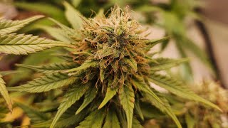 Grow weed easy. Let's grow ppl.  218 ladies @ work. Happy Growing 🪴 🪴 🪴