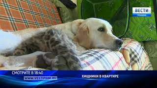 «Вести: Приморье»: Зоопарк в квартире: маленькая львица, котята леопарда и все-все-все «Вести: Приморье»: Зоопарк в квартире: маленькая львица, котята леопарда и все-все-все