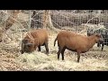 Приехали новые питомцы. Камерунские овцы - Cameroon sheep