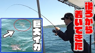 釣れたイカの後ろにさらなる巨大イカが・・・！？
