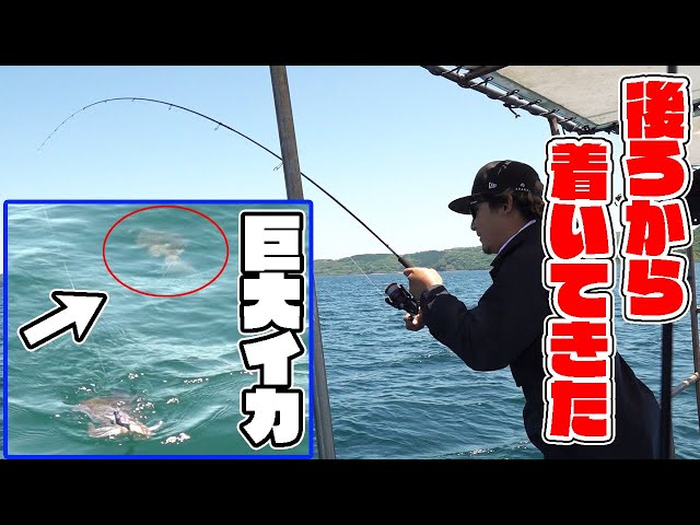 釣れたイカの後ろにさらなる巨大イカが・・・！？