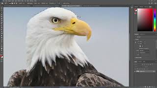 Master Photoshop Selection Tools: Essential Guide to Making Precise Selections | Beginner Tutorial