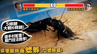 【從零開始養】蟋蟀下(鬥蟋蟀篇)5條腿大戰6條腿!選手村配置?戰鬥技法教學?打到站起來?國寶級鬥蟋蟀大師!謝爵安!【許伯簡芝】黃斑黑蟋蟀!cricket