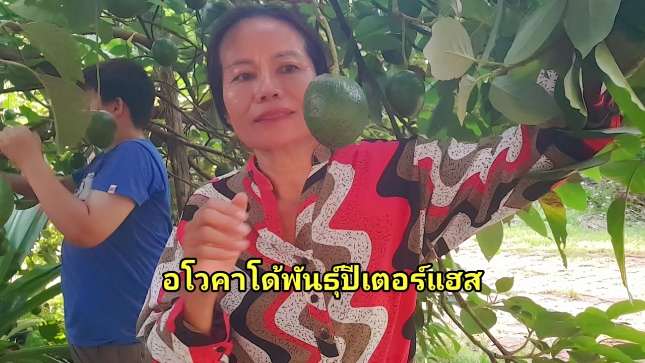 อโวคาโด้พันธุ์ปีเตอร์แฮส