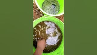 Download lagu azolla farming in different sources of nutrients