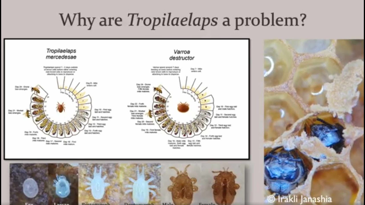 Maggie Gill   Tropilaelaps: a lesser known, but greater menace.