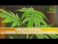 Cannabis Medicinal: La Cosecha y Extraccion de Cannabinoides- TvAgro por Juan Gonzalo Angel Restrepo