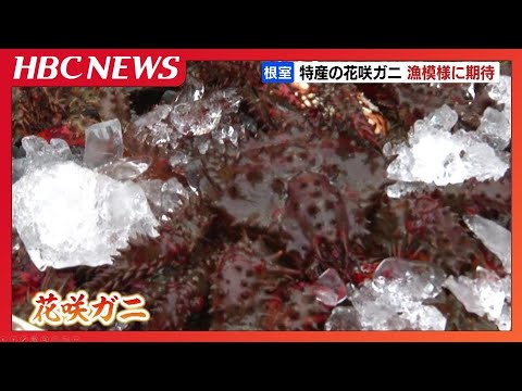 根室特産「花咲ガニ」漁解禁 2024年の不漁⇒水揚げ量増える 1杯1500円
