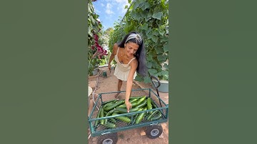 From seed to harvest, this is how we grow 40 cucumber plants in 4 aeroponic towers #cucumber