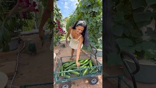 From seed to harvest, this is how we grow 40 cucumber plants in 4 aeroponic towers #cucumber