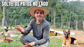 ENCHI O LAGO DO SÍTIO E SOLTEI OS PATOS E MARRECOS