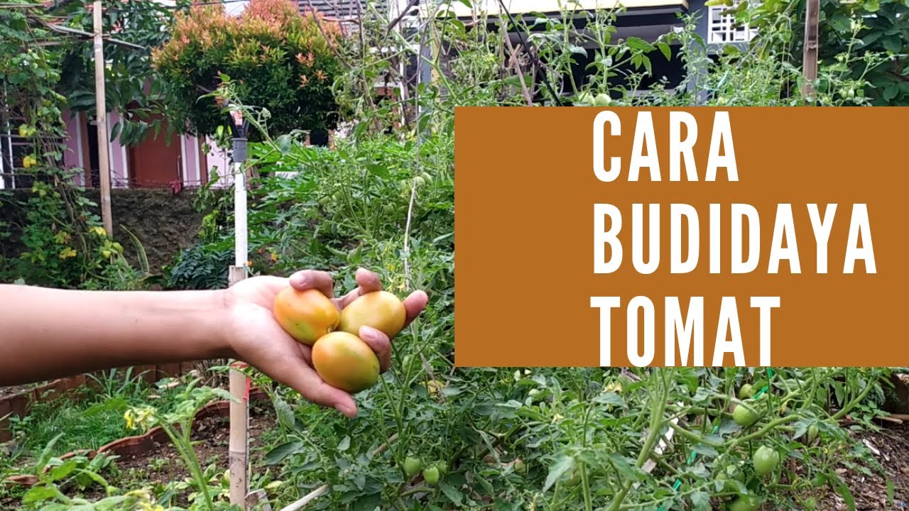 Cara budidaya tomat 