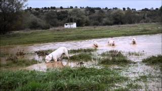 Dogo Argentino  de la Pampita 'Our daily walk in two groups'