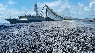 Unbelievable hundreds of tons of herring are caught by large nets  I've Seen it Big Fishing Net #03