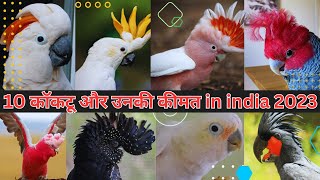 Top 10 Cockatoo Species Price in India 10 Most Beautiful Cockatoo Birds in The World    #bird