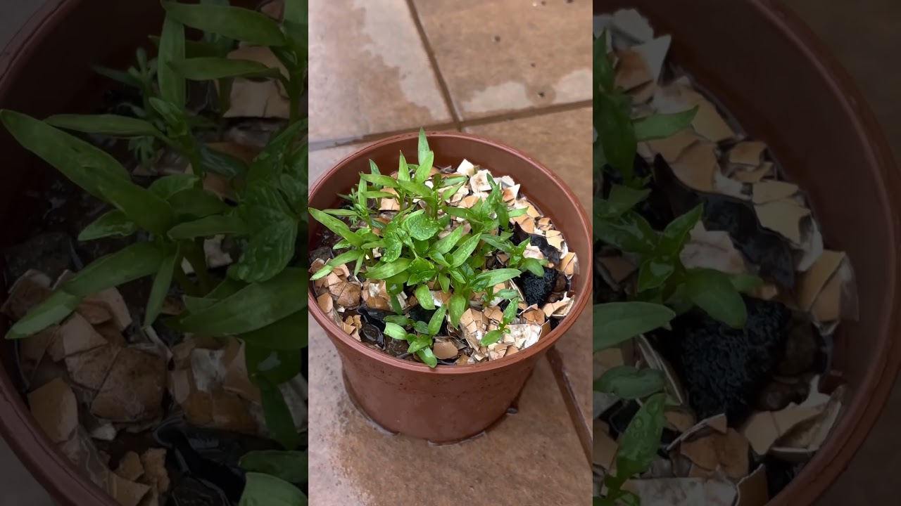 Pepper transplant soon, what stage do we transplant? #garden #forageharvest #growpeppers #forage