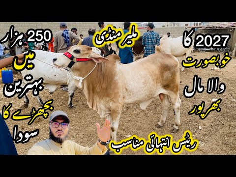 Malir Mandi Karachi Cattle Rates Update❤️ || 30 jun 2026 || Cow Mandi 2026 