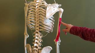 Locating The Lateral Head Of The Triceps Brachii Muscle