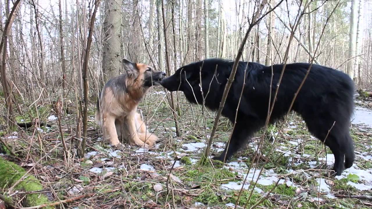 Isabellan ja Brandon kapulasota  11.3.14