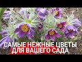 Самые нежные цветы для вашего сада