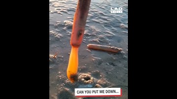 How to catch razorfish