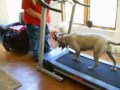 Putting a dog on a treadmill Putting a dog on a treadmill