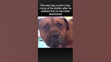 The dog started crying when he realized that the owner left him in a dog shelter😭 #viralshort#shorts