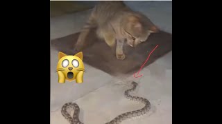 قطة تواجه ثعبان من ينتصر/A cat faces a snake who wins