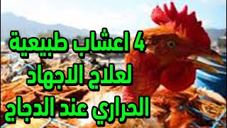 علاج الإجهاد الحراري عند الدجاج ب 4 أعشاب طبيعية موجودة في كل بيت لازم كل مربي يعرفها هتخلص من الحر