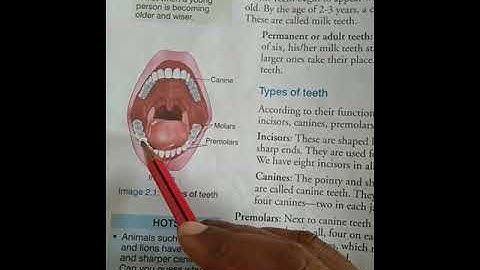 Part1 teeth and the digestive system class 4