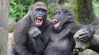 Monyet Core Gorilla Core‼️Kompilasi Monyet Lucu Gorilla Lucu Simpanse Lucu #monkey #gorilla #funny 