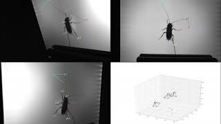 3D Pose Tracking of a Tethered Cockroach