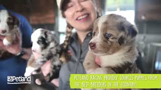 Learn More About What It Takes To Be A Petland Racine Puppy Breeder  🐶