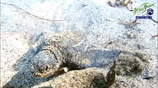 Keeping It Green - Turtle Village Trust