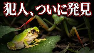 I finally found the culprit who attacked the faceless tree frog