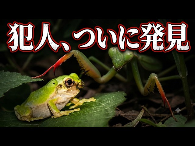I finally found the culprit who attacked the faceless tree frog