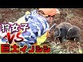 #18【狩猟】奮闘！イノシシとの戦い☆Wild boar vs hunting channel trapped in the trap!【狩女子】