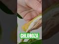Chloroza #plants #philodendron #plantscare