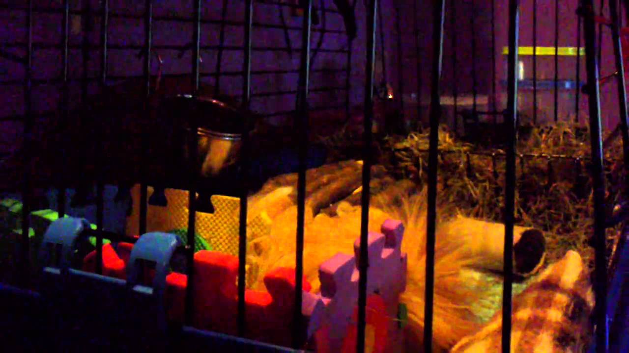 Luna pululando por ahi...