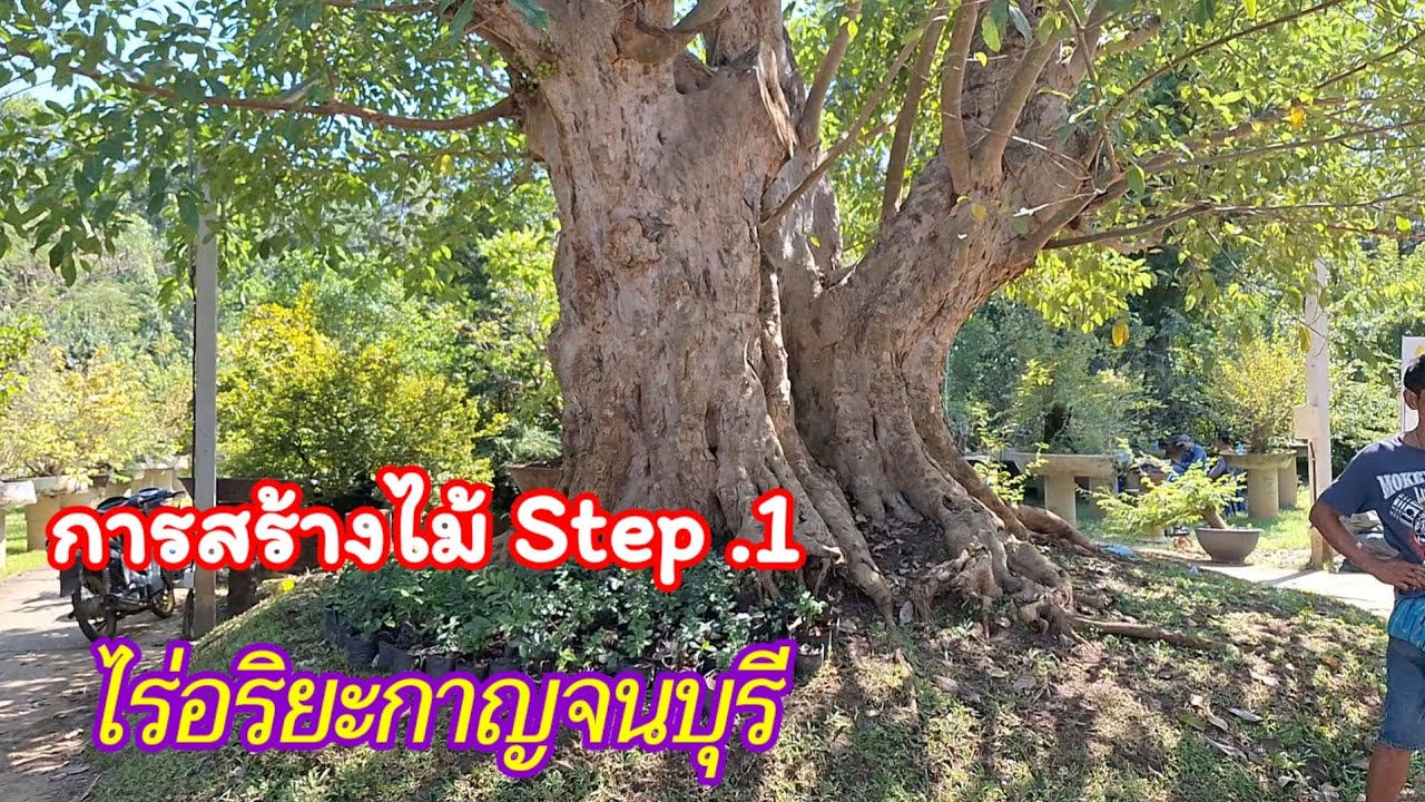 💥🌿ลำดับการสร้างไม้ Step ที่ 1 ของไร่อริยะกาญจนบุรีของนายกสมาคมบอนไซไทย คุณพิศิษฐ์ อริยะอมรกุล