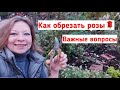 Как обрезать розы на зиму. Подготовка роз к зиме. Когда укрывать розы. Все вопросы про розы осенью!